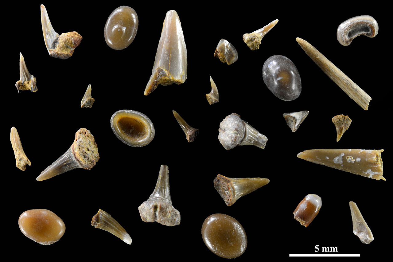Dientes de peces oseos y cartilaginosos Gallipuen Cretacico inferior