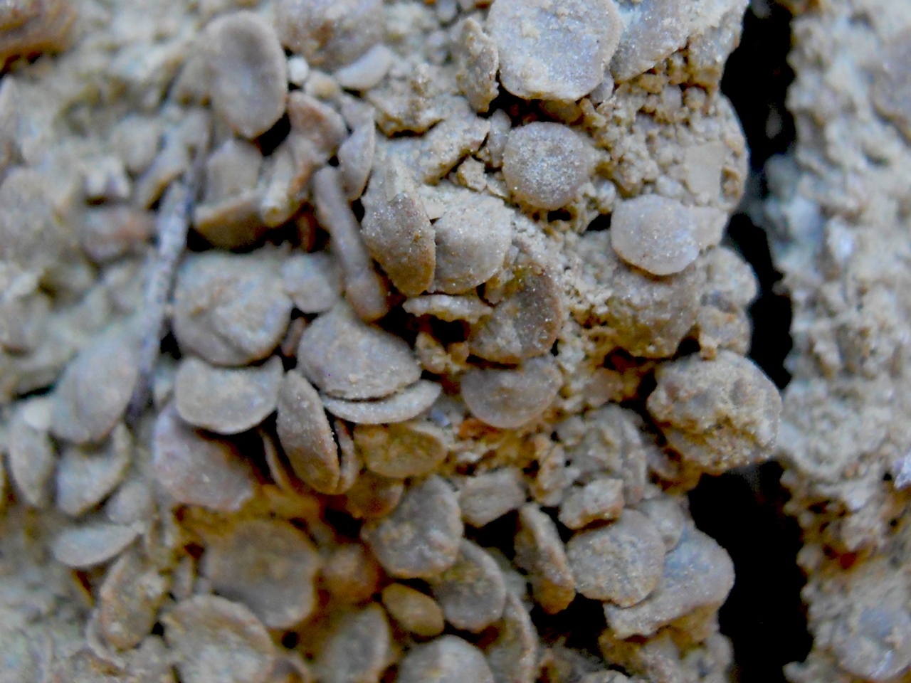 Orbitolinas del Cretacico en Gallipuen