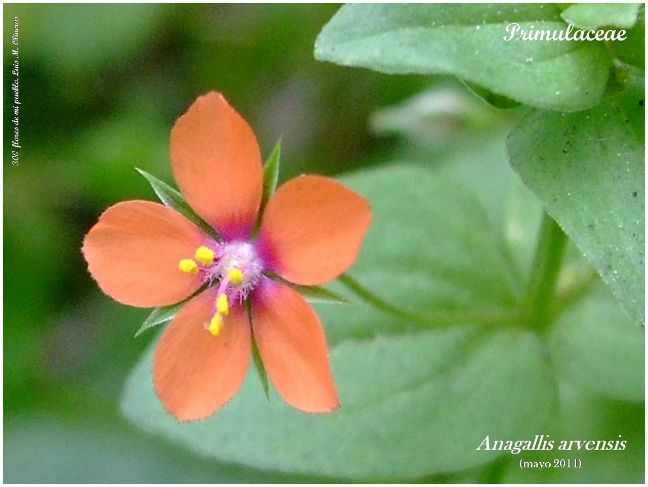 Anagallis arvensis - Centro Estudios Locales Alcorisa - CELA